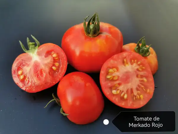 Tomaten: Tomate de Merkado Rojo