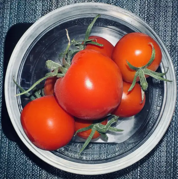 Tomaten: Tomate Dorenia