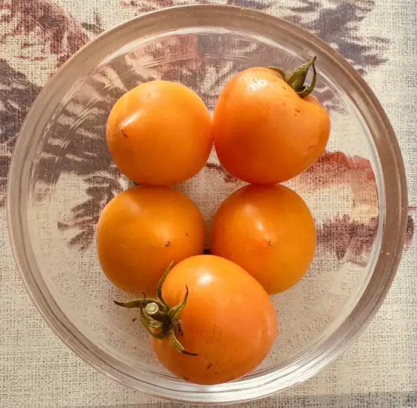 Tomaten: Tomate Entlein