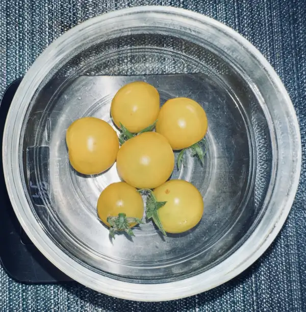 Tomaten: Tomate Fat Frog Micro Dwarf