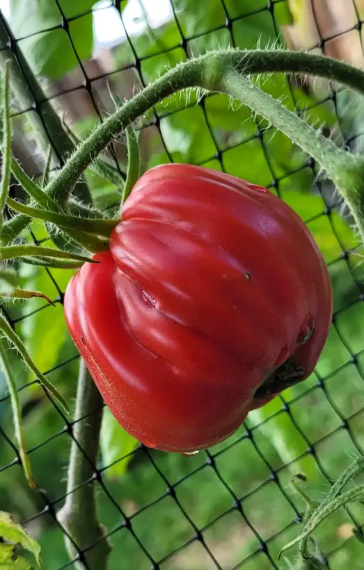 Tomaten: Tomate "Flammante"