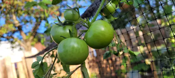 Tomaten: Tomate "Green Doctors"