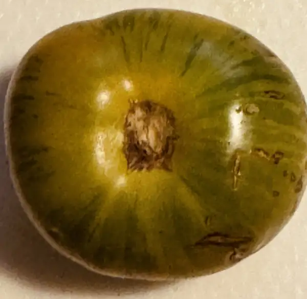 Tomaten: Tomate Green Zebra