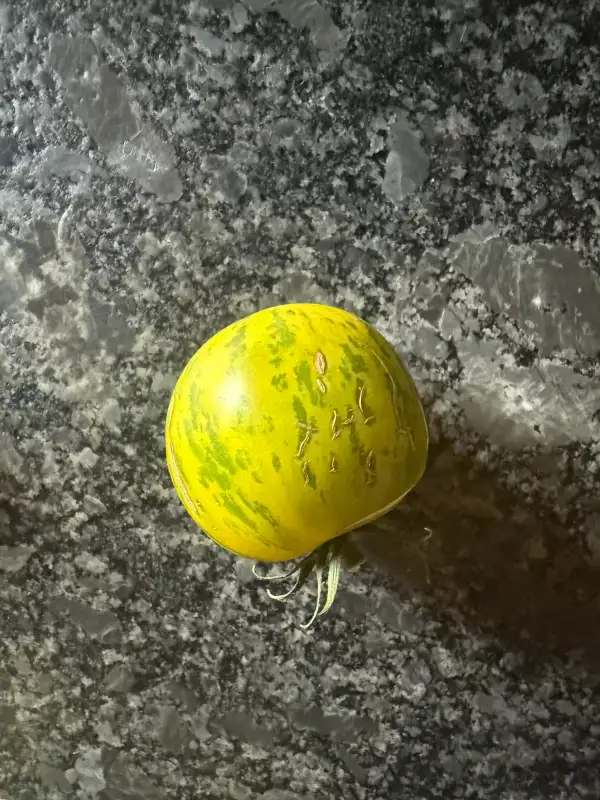 Tomaten: Tomate Green Zebra