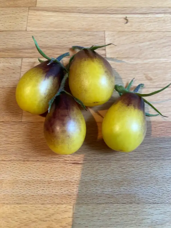 Tomaten: Tomate Indigo Pear Drops