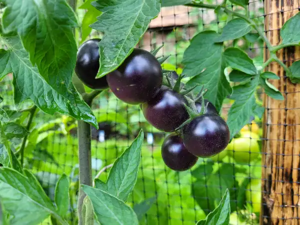 Tomaten: Tomate "Indigo Rose"