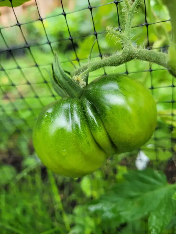 Tomaten: Tomate "Kiwi"