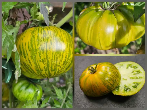 Tomaten: Tomate: Lucinda, 2026