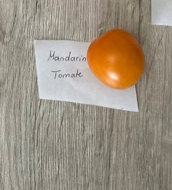 Tomaten: Tomate „Mandarine“