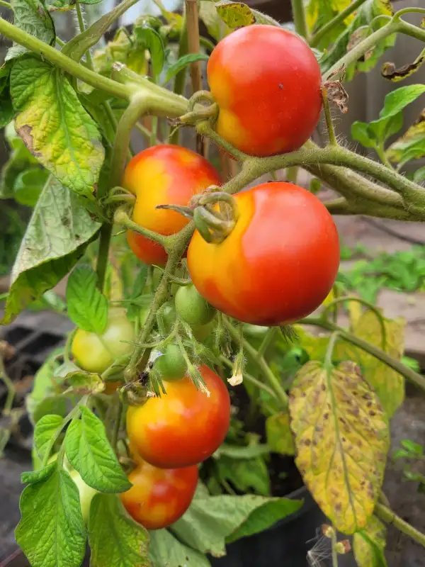 Tomaten: Tomate"Martina"