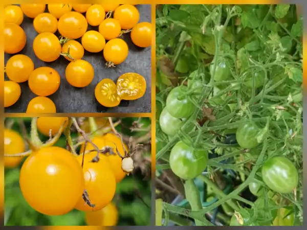 Tomaten: Tomate: Microwein, 2026