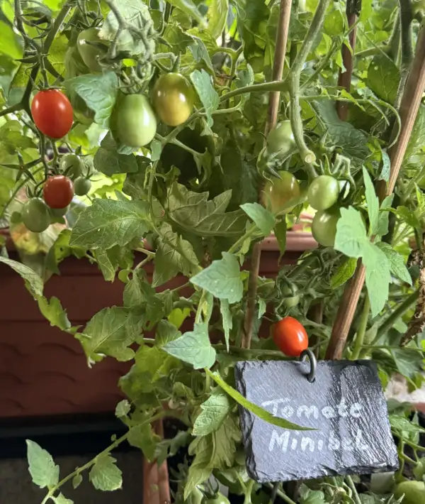 Tomaten: Tomate Minibel