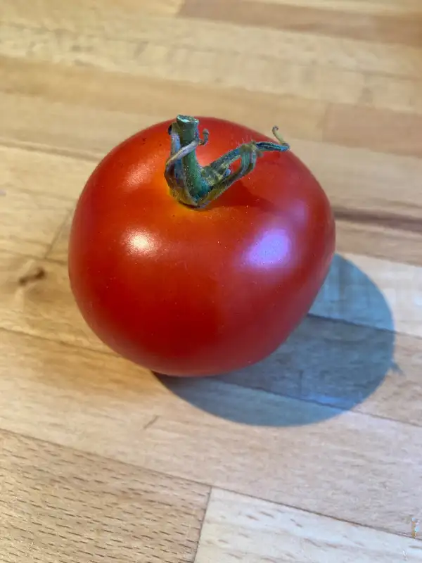 Tomaten: Tomate Moneymaker