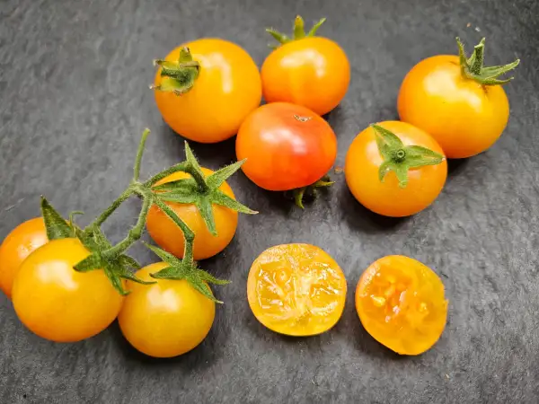 Tomaten: Tomate: Mustard DSA, 2026