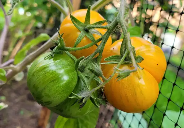 Tomaten: Tomate "Nimu"