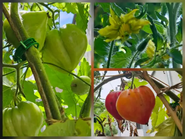 Tomaten: Tomate: Orange Russian, 2026