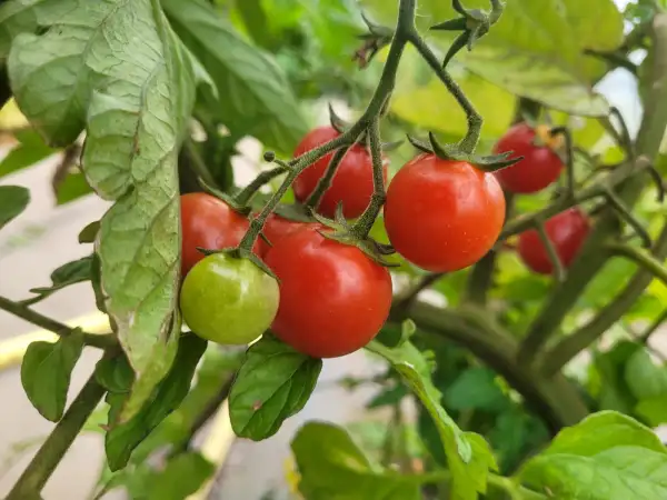 Tomaten: Tomate "Philamina"