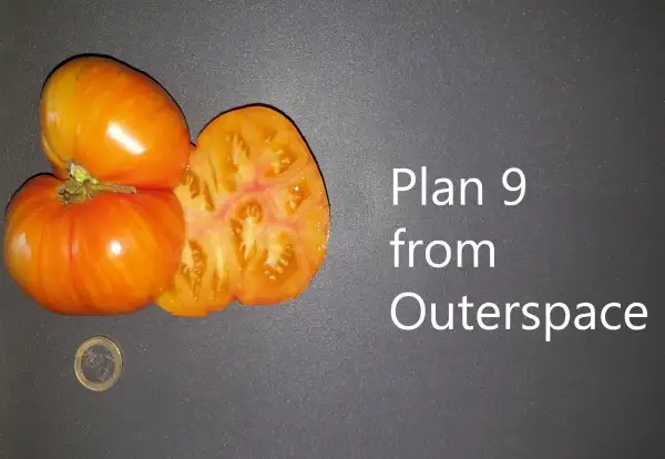 Tomaten: Tomate Plan 9 from Outer Space