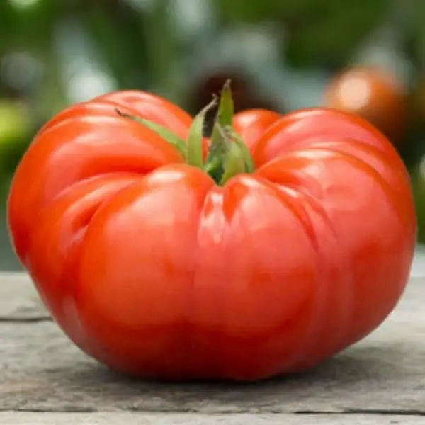 Tomaten: Tomate Rarität Karambola aus Griechenland