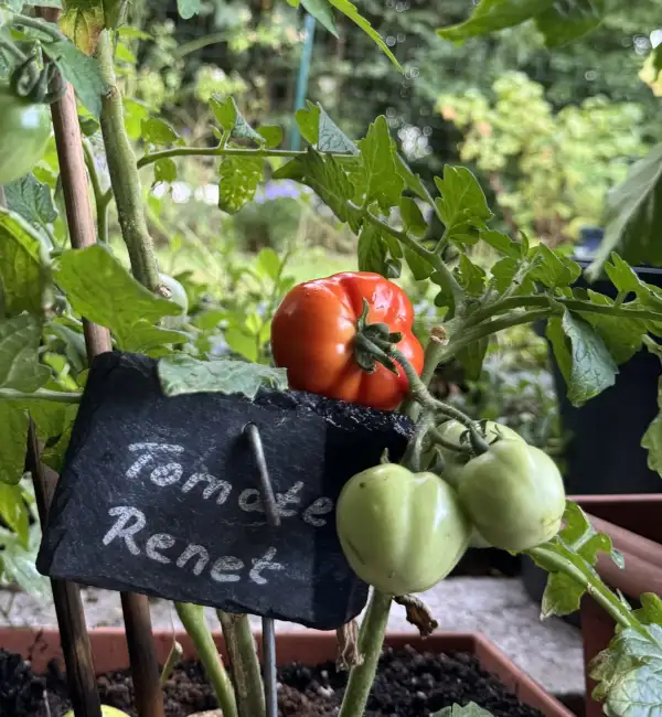 Tomaten: Tomate Renet