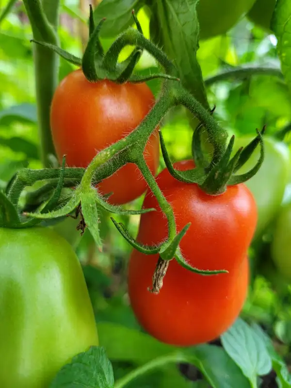 Tomaten: Tomate "Roma"