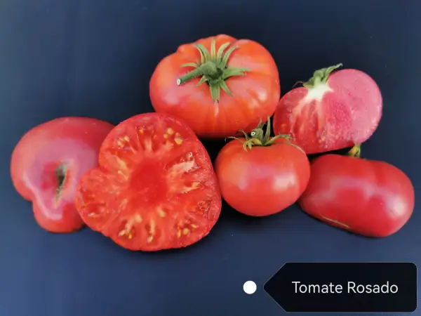 Tomaten: Tomate Rosado