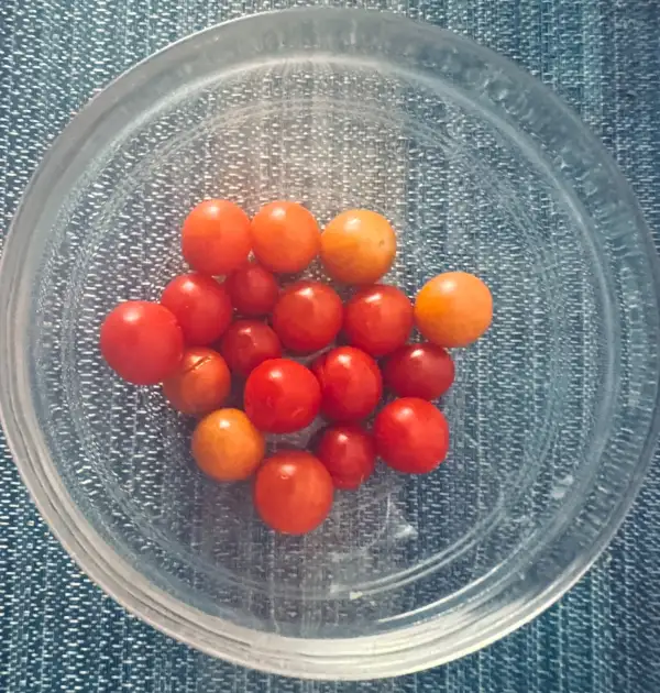 Tomaten: Tomate Rote Johannesbeere