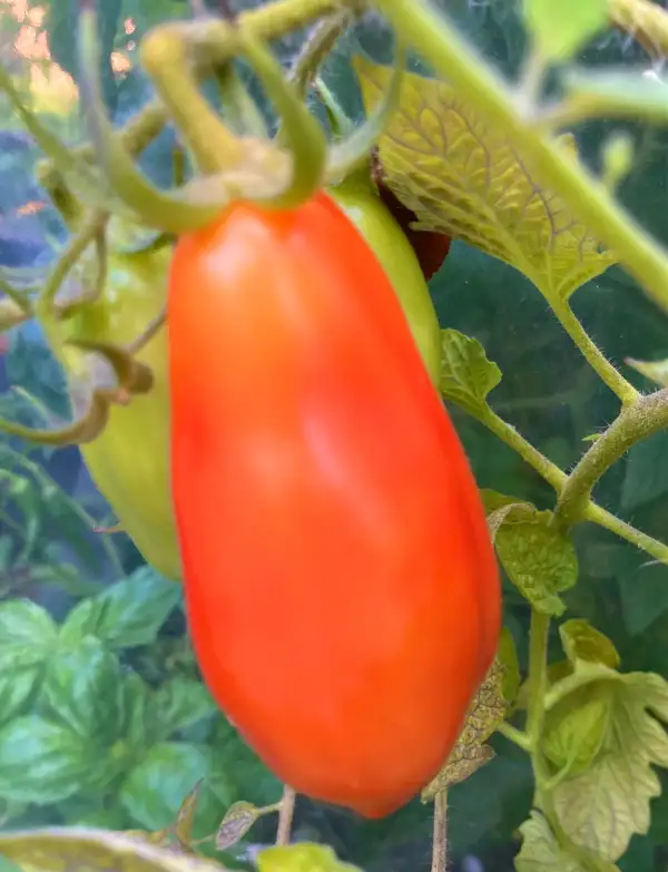 Tomaten: Tomate San Marzano
