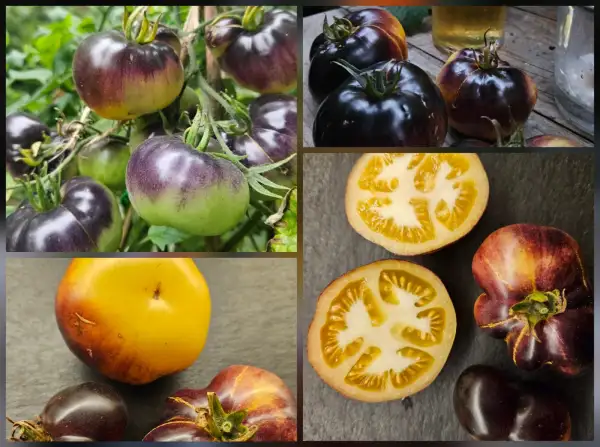 Tomaten: Tomate: Shokoladny Marmelad, 2025