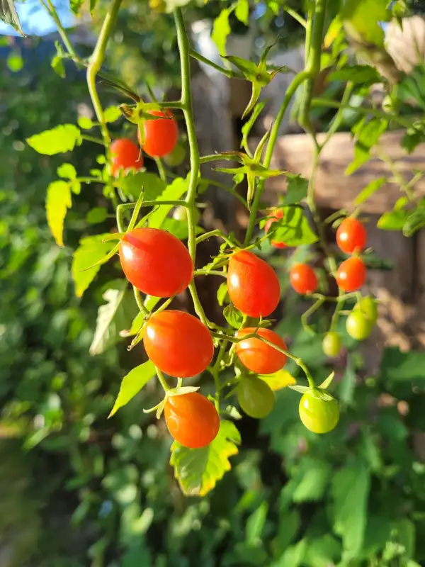 Tomaten: Tomate "Small Egg"