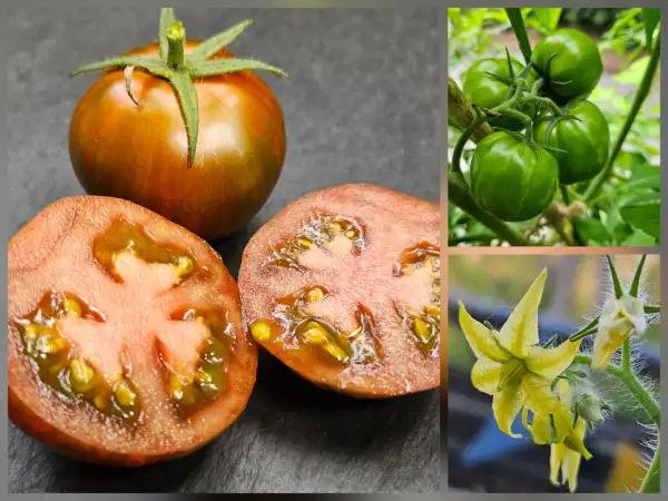 Tomaten: Tomate: Spike, 2026