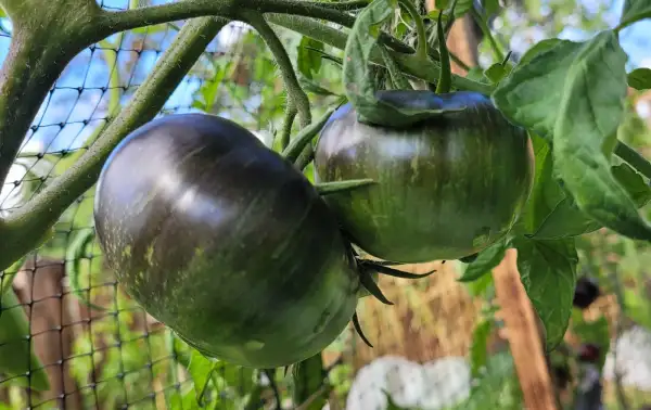 Tomaten: Tomate "Starfighter Prime"