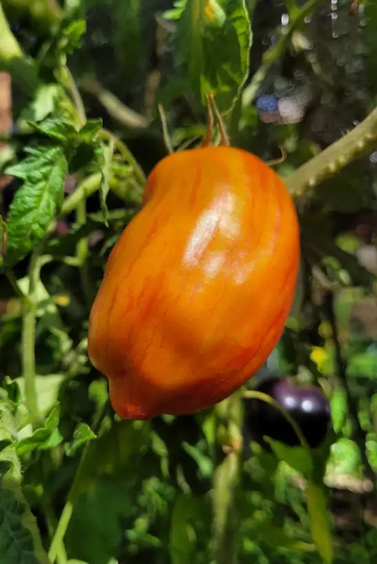 Tomaten: Tomate "Striped Roman"