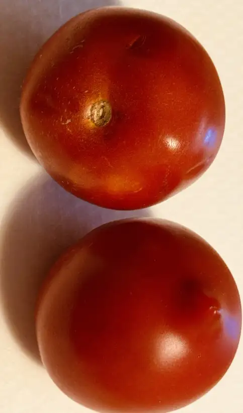 Tomaten: Tomate Tarasenko