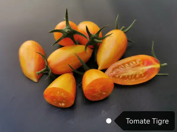 Tomaten: Tomate Tigre