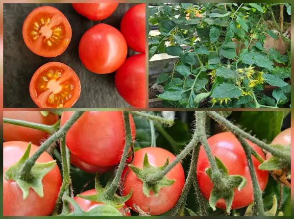 Tomaten: Tomate: Whippersnapper, 2025