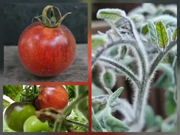 Tomaten: Tomate: Wooly Kate Red, 2026