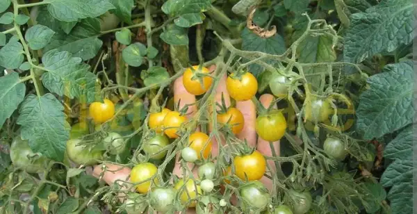 Tomaten: Tomate "Yellow Clementine"