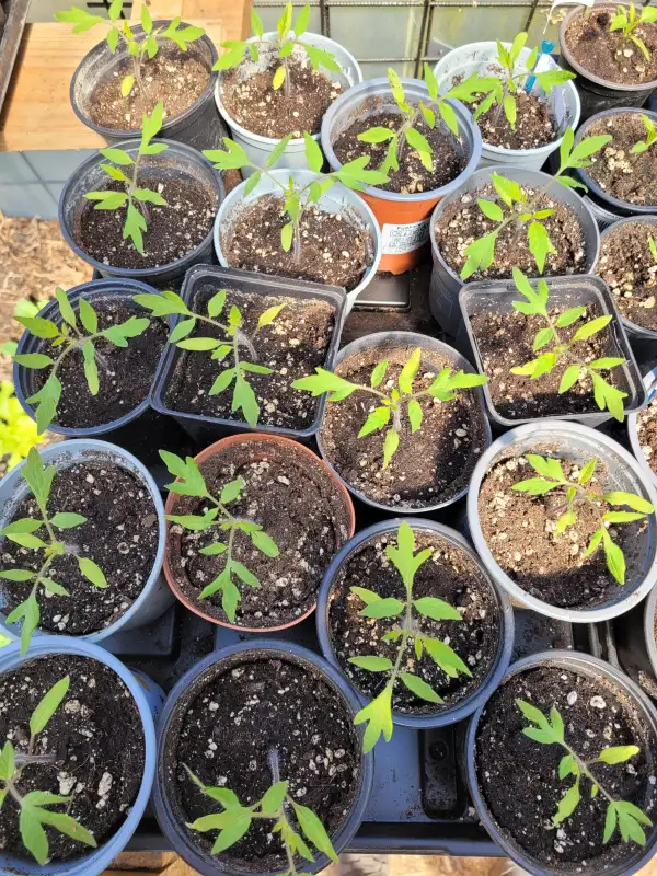 Tomaten: Tomatenjungpflanzen (verschiedene Sorten)