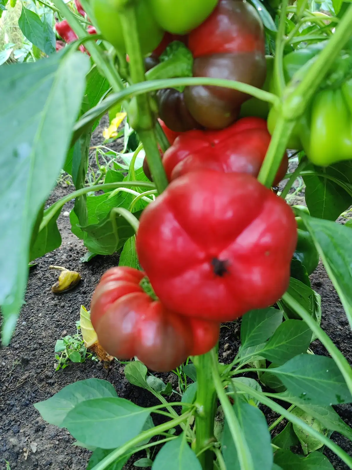 Chili / Paprika: Tomatenpaprika