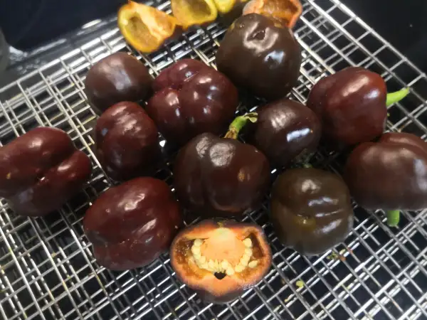 Chili / Paprika: Tomatenpaprika braun