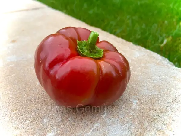 Chili / Paprika: Tomatenpaprika (Peperone Topepo Rosso)