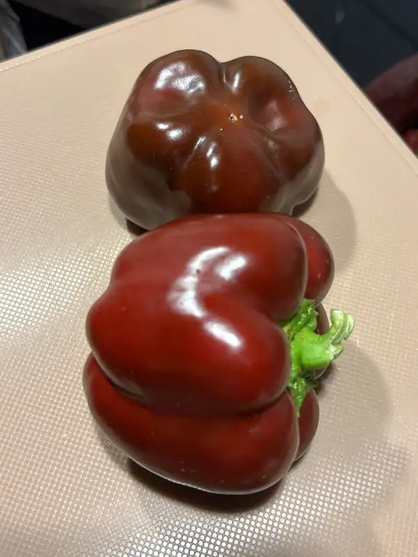 Paprika: Tomatenpaprika Schoko