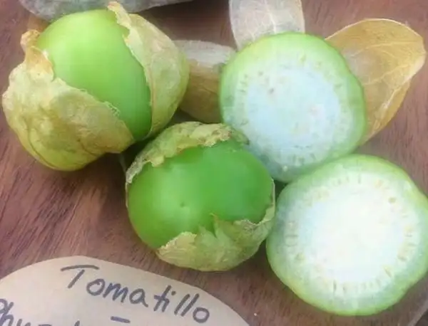 andere Gemüse: Tomatillo - Physalis Philadelphica