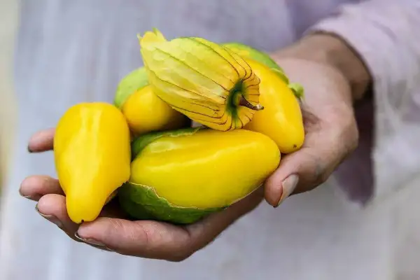 andere Gemüse: Tomatillo - Queeen of Malinalco