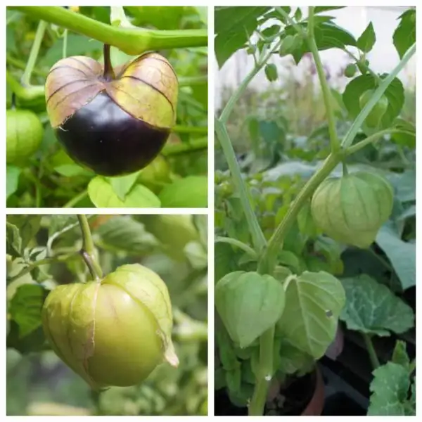 andere Gemüse: Tomatillo
