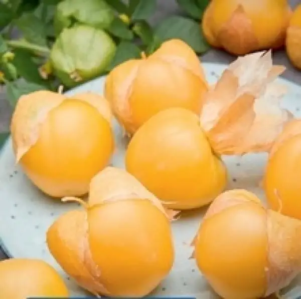 Physalis: Tomatillo Amarylla