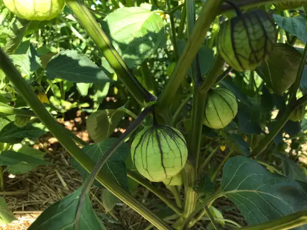 Physalis: Tomatillo / Bergaubergine (grün-violette Sorte, säuerlich-frischer Geschmack)