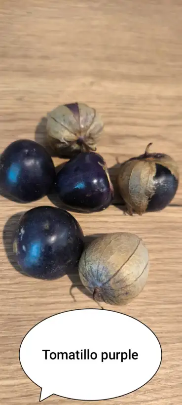 Obst: Tomatillo Deep Purple