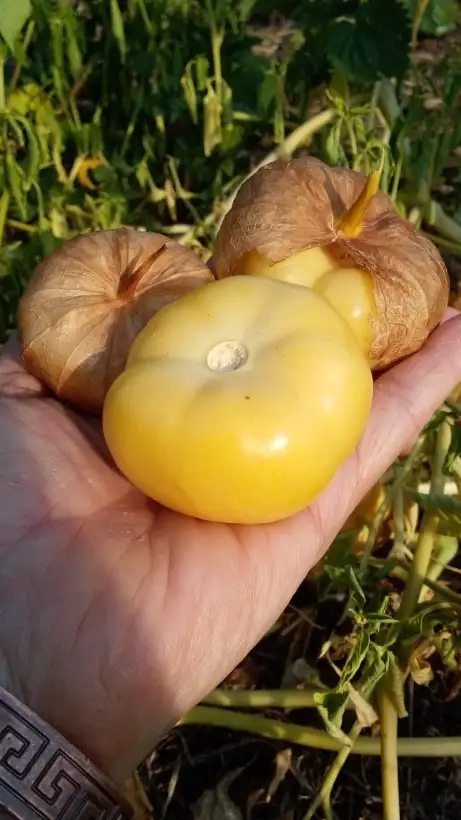 Beeren: Tomatillo Koroljok, süß, fruchtig, frühreif